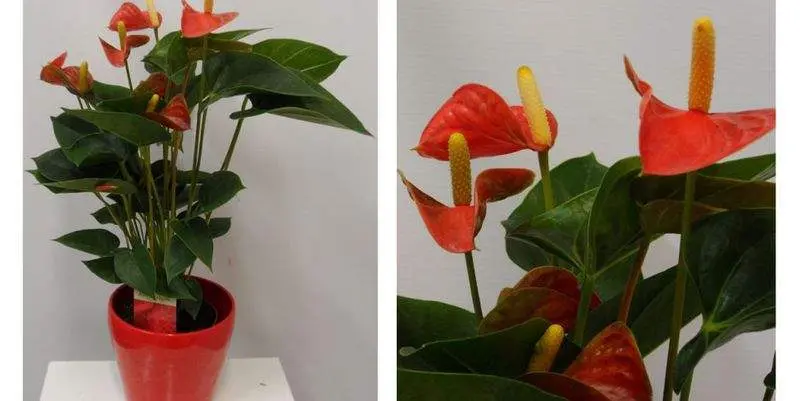 Антуриум Андрианум Мадурал Д17 Н65