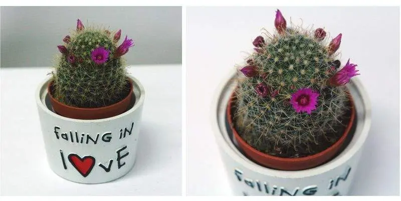 Маммиллярия Д9