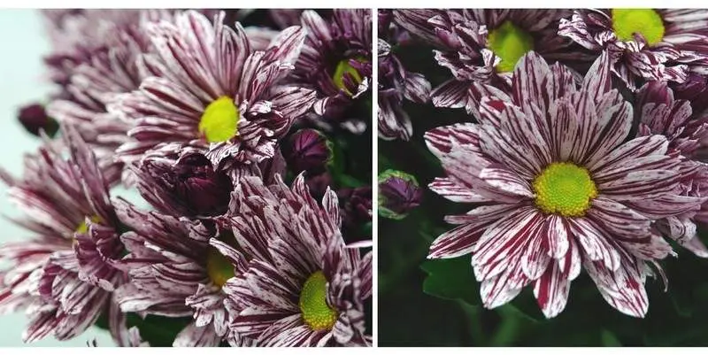 Хризантема Глосси