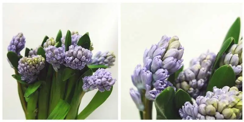 Гиацинт Сити оф Брэдфор