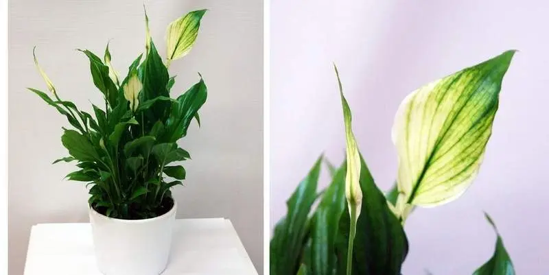 Спатифиллум Шопен Д9 