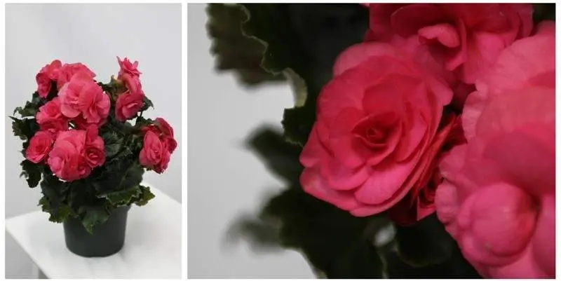 Бегония Элатиор Дракон Д12 