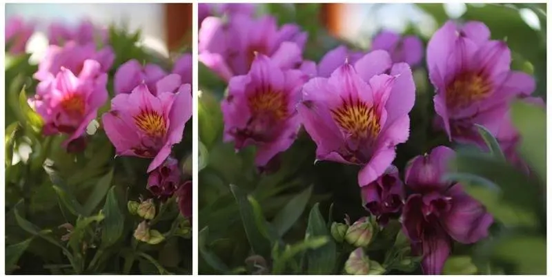 Альстромерия Фиолетовая